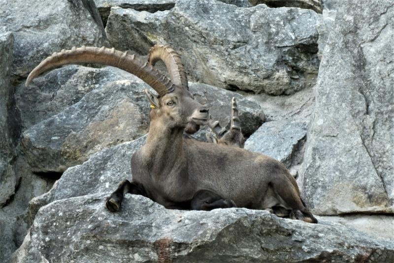 Alpenzoo Innsbruck