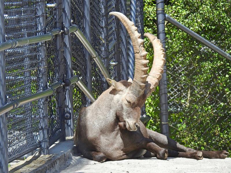 Wildpark Peter und Paul