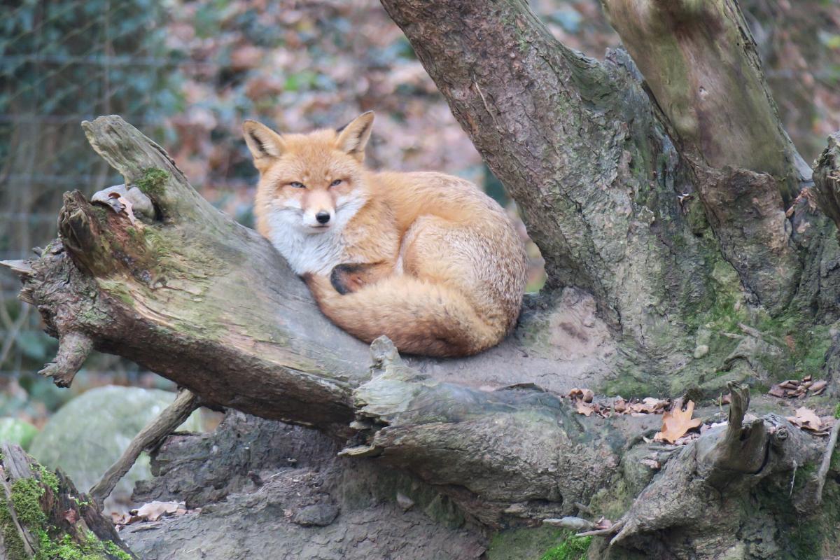 Tierpark Lange Erlen